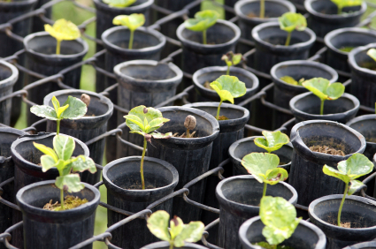 Coffee Seedlings