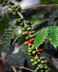 GreenCherries